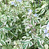 Polemonium reptans - Stairway to Heaven