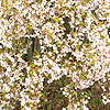 Prunus pendula - click for full details