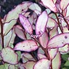 Pseudowintera colorata