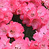 Rhododendron apodectum