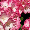 Rhododendron yakushimanum - click for full details