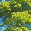 Robinea pseudoacaia - Frisia - False Acacia