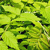 Rubus cockburnianus - click for full details