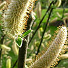 Salix hookeriana