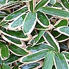 Sasa veitchii - Bamboo