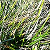 Sesleria caerula
