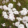 Silene alpestris - click for full details