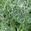 Silybum marianum