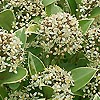 Skimmia japonica - Fragrans