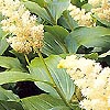 Smilacina racemosa