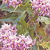 Solanum crispum - Glasnevin - Chilean Potato Tree