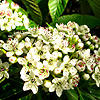 Sorbus caloneura - click for full details