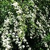Spiraea nipponica - Snowmound - Bridal wreath