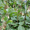 Symphytum grandiflorum