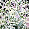 Symphytum X uplandicum - Variegatum - Comfrey