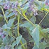 Symphytum caucasicum - Comfrey