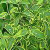 Symphoricarpus orbiculatus - Follis Variegatus