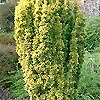 Taxus baccata - Standishii - Yew