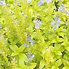 Veronica prostrata - Azlec Pearl - Ornamental Speedwell