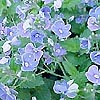Veronica prostrata