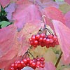 Viburnum Opulus (Guelder Rose)