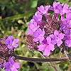 Verbena rigida