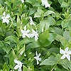Vinca defformis - Periwinkle