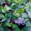 Vinca - click for full details
