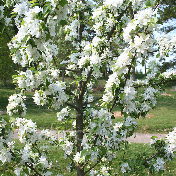 Malus - 'John Downie' (Crab Apple, Malus): Information, Pictures & Cultivation Tips
