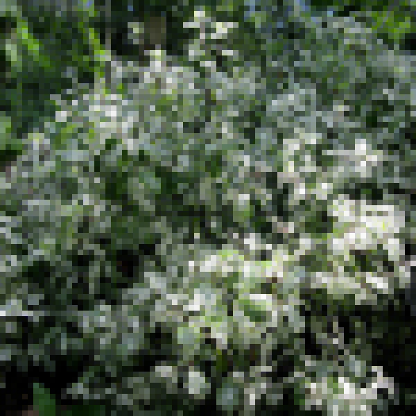 Big Photo of Pittosporum Irenepaterson