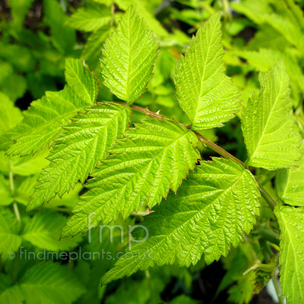 Big Photo of Rubus Goldenvale Lf